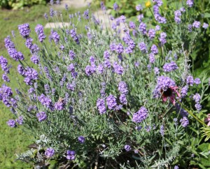 English Lavender (Lavandula angustifolia)英國薰衣草